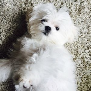 Meet your Posher, Laurie